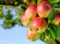 Domowy ocet jabłkowy - nowa oferta Pana Zielonki